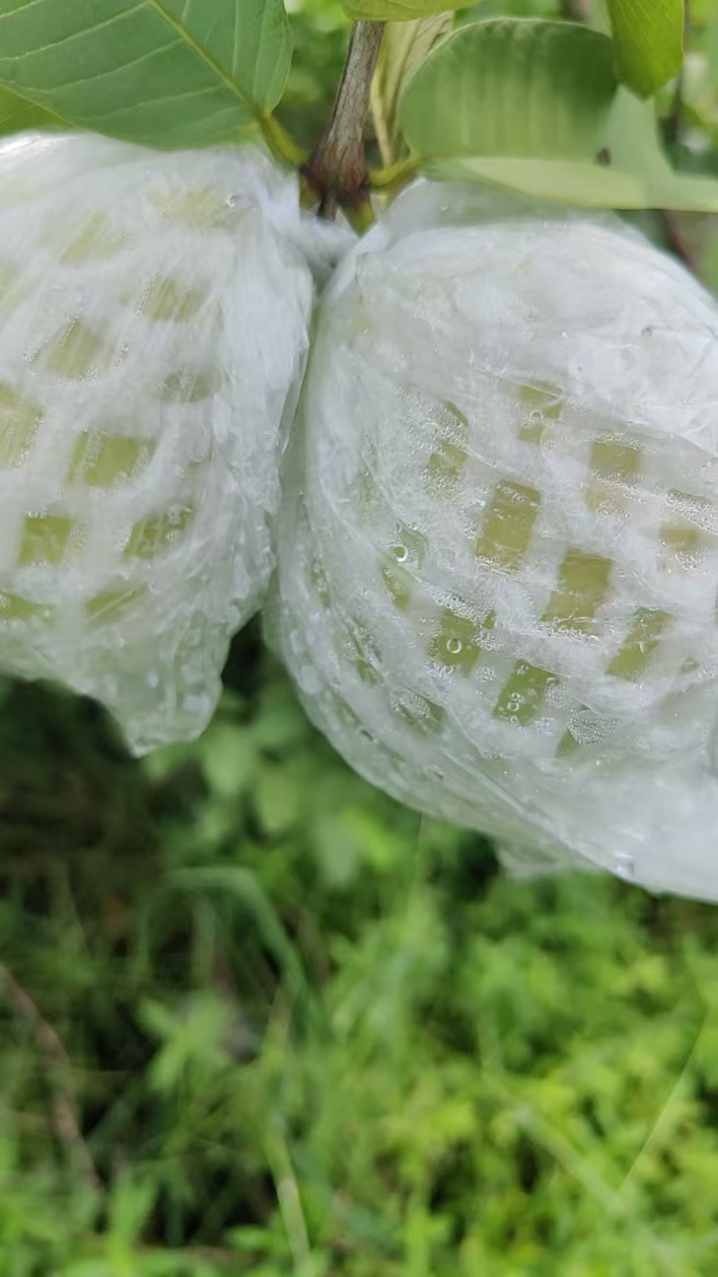 玉林红白心芭乐番石榴一条龙供货服务，市场电商产地供应链