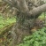 云南禄劝老山清香木价格8元1kg昆明周边5个可以送货上门
