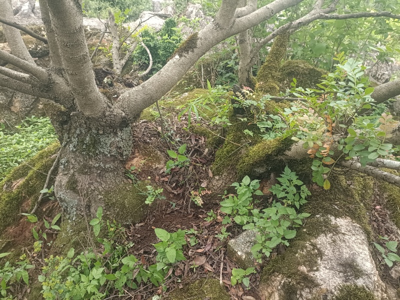 云南禄劝老山清香木价格8元1kg昆明周边5个可以送货上门