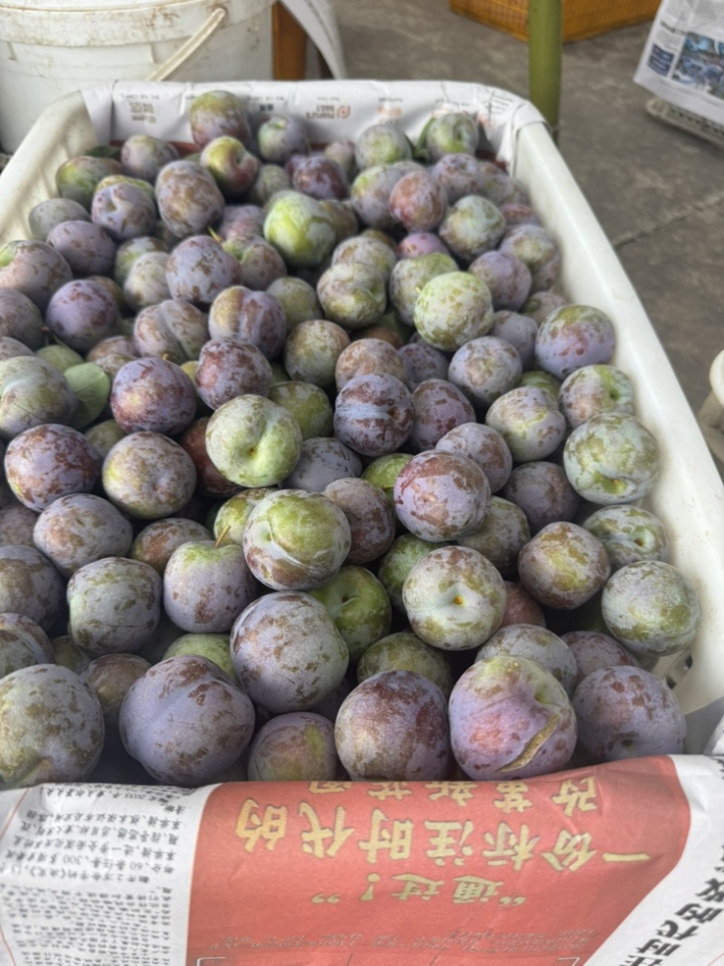 五月脆