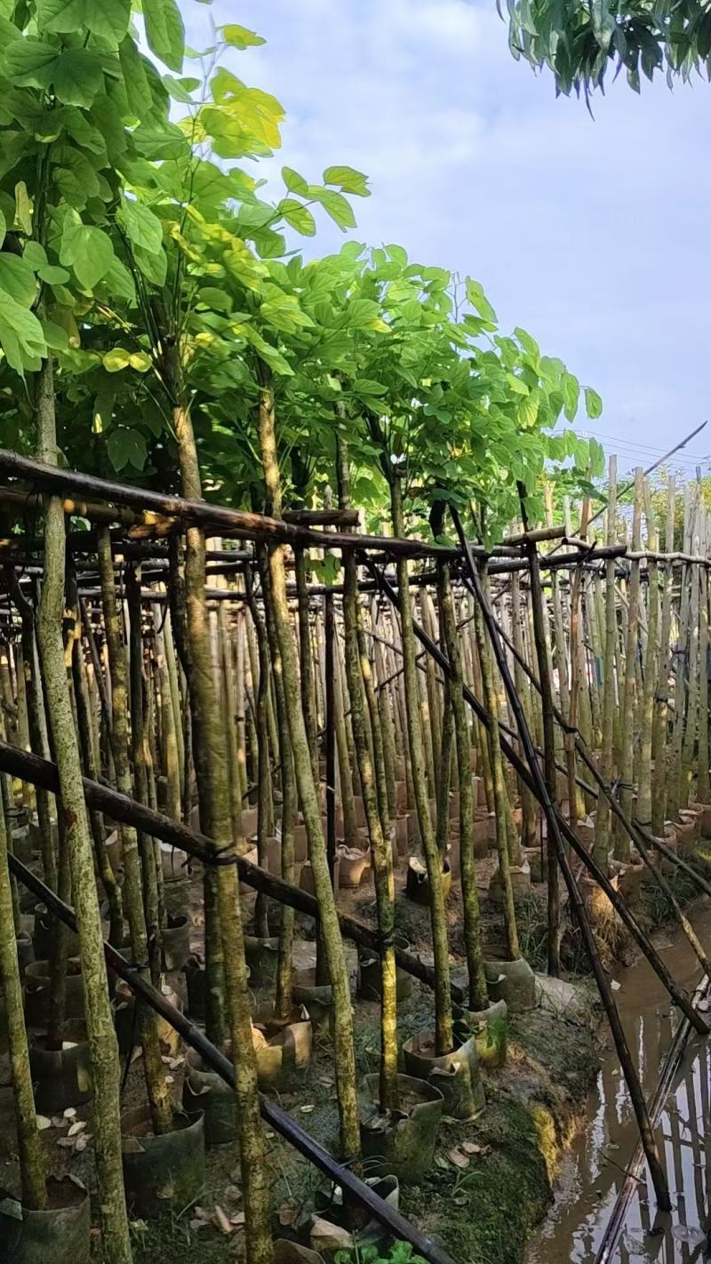 洋蹄甲5～6分，量大价优，基地直销。