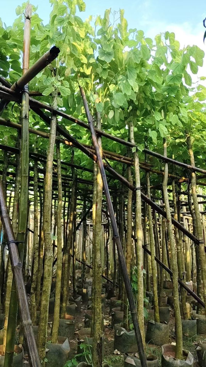 洋蹄甲5～6分，量大价优，基地直销。