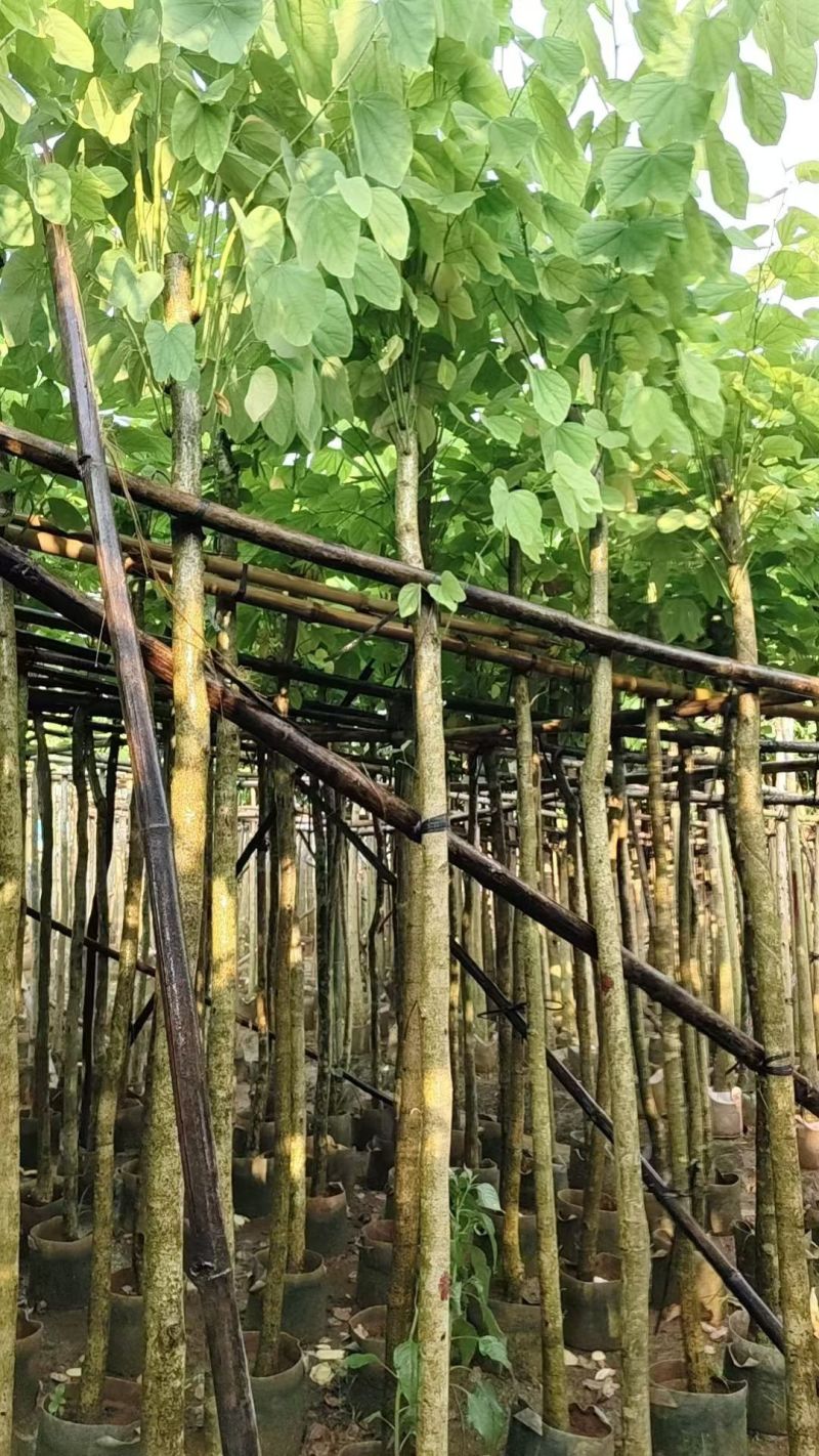 洋蹄甲5～6分，量大价优，基地直销。