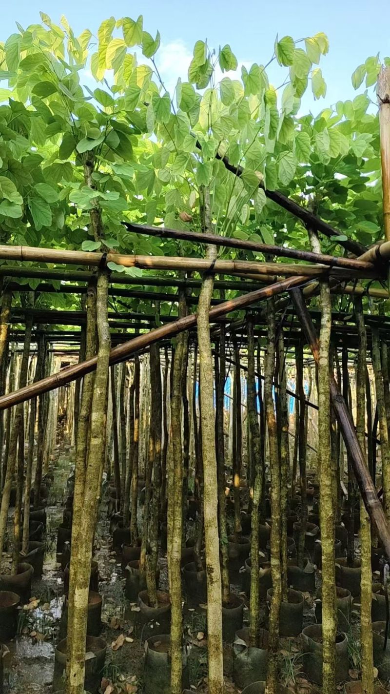 洋蹄甲5～6分，量大价优，基地直销。