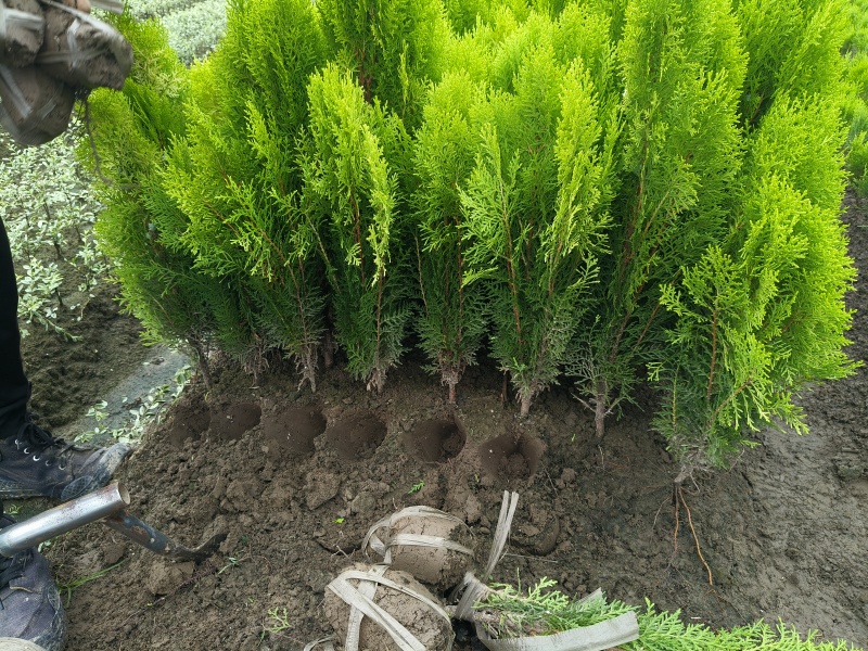 洒金柏毛球高度40一50cm，基地有量，欢迎来一亩田订购