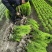 洒金柏毛球高度40一50cm，基地有量，欢迎来一亩田订购