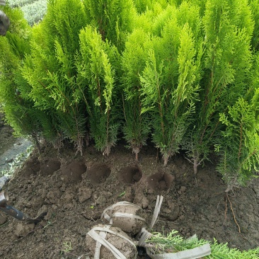 洒金柏毛球高度40一50cm，基地有量，欢迎来一亩田订购