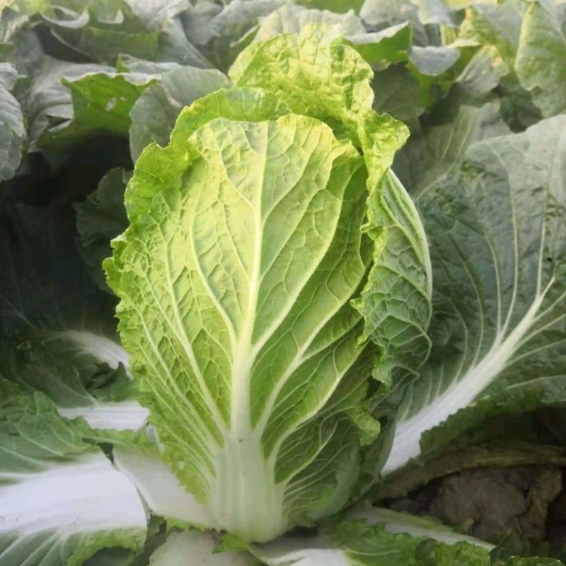 申荣黄金M60黄心大白菜种子中熟结球包心白菜杂交种农家秋