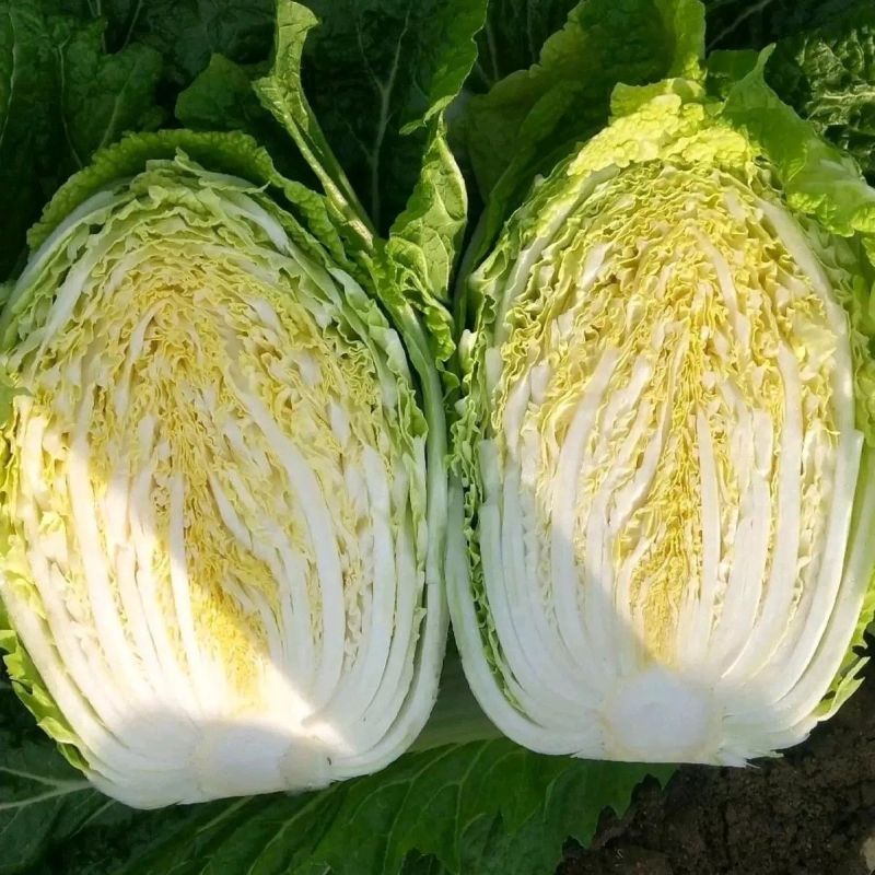 申荣黄金M60黄心大白菜种子中熟结球包心白菜杂交种农家秋