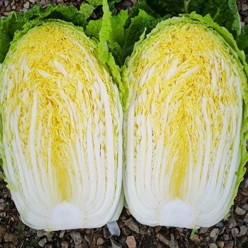 申荣黄金M60黄心大白菜种子中熟结球包心白菜杂交种农家秋