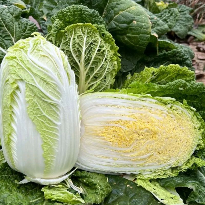 申荣黄金M60黄心大白菜种子中熟结球包心白菜杂交种农家秋
