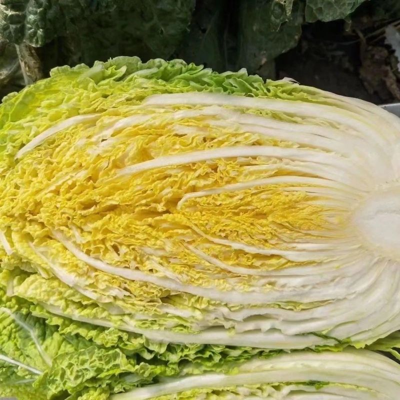 申荣黄金M60黄心大白菜种子中熟结球包心白菜杂交种农家秋