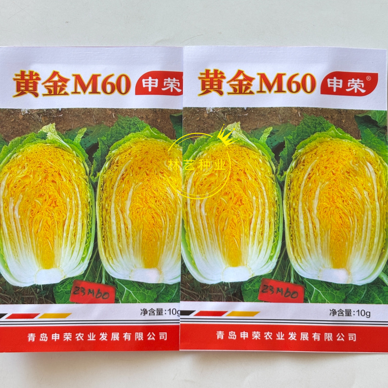 申荣黄金M60黄心大白菜种子中熟结球包心白菜杂交种农家秋