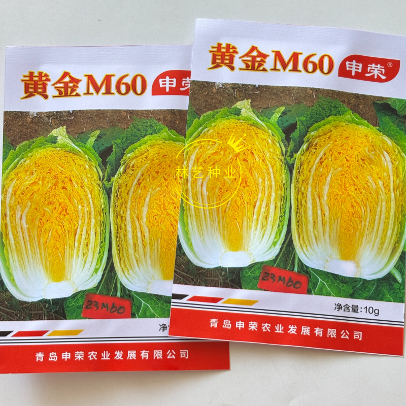 申荣黄金M60黄心大白菜种子中熟结球包心白菜杂交种农家秋