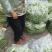 陇南成县本地架豆王豆角产地直供可分拣装