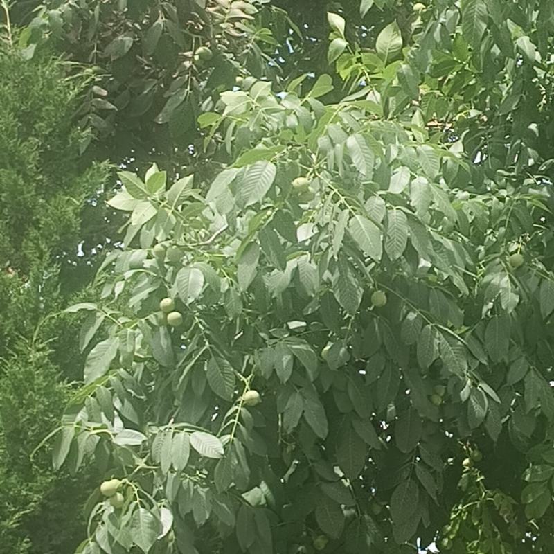 青皮核桃产地代办，鲜果大量上市，整车货源，保质保量