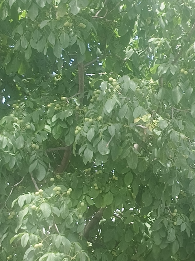 青皮核桃产地代办，鲜果大量上市，整车货源，保质保量