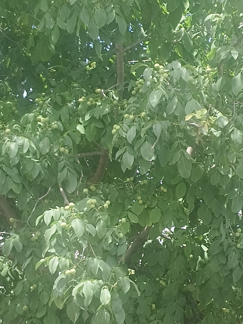 青皮核桃产地代办，鲜果大量上市，整车货源，保质保量