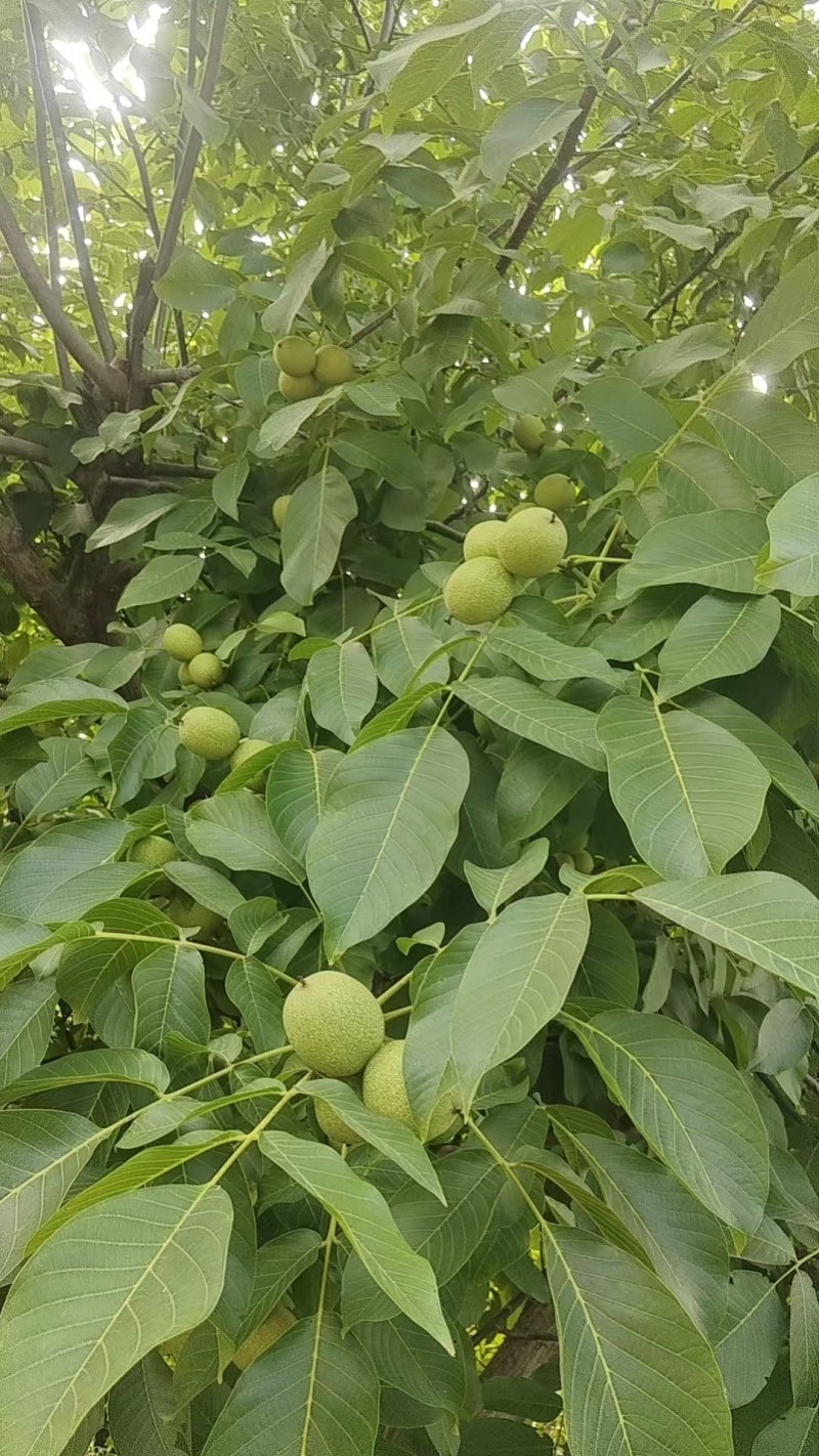 青皮核桃产地代办，鲜果大量上市，整车货源，保质保量