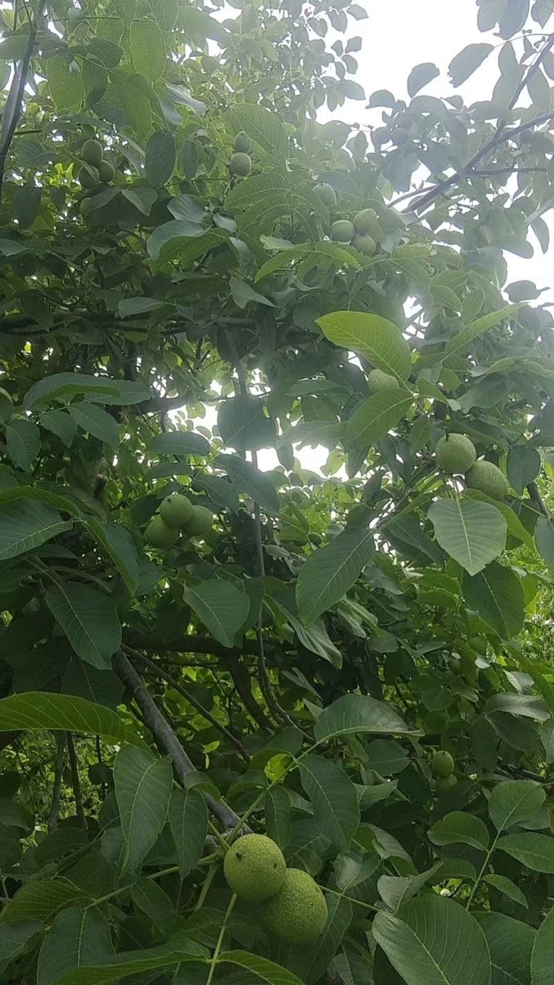 .青皮核桃大量现货，诚信代办，视频看货，空车来满车走
