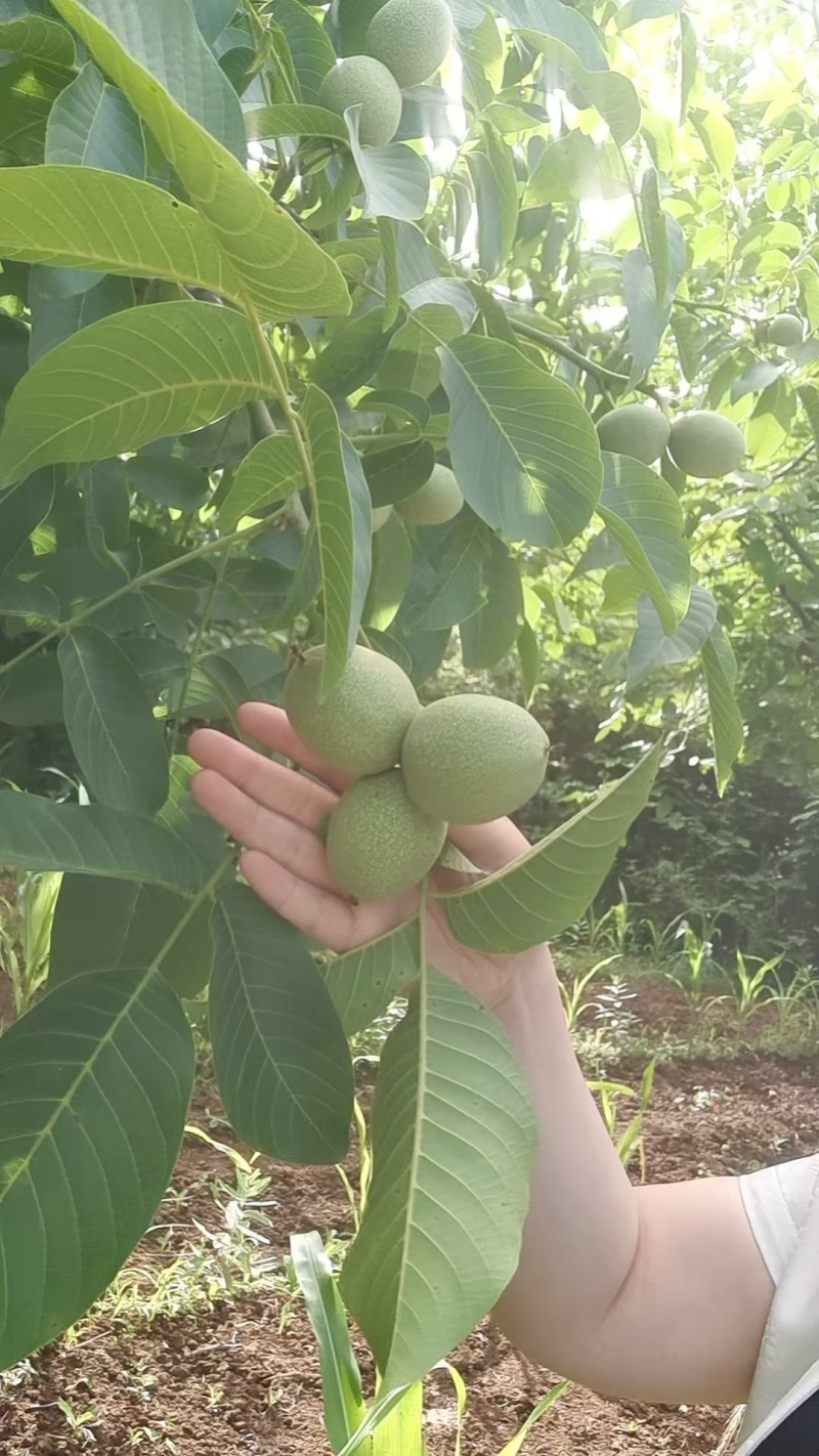 .青皮核桃大量现货，诚信代办，视频看货，空车来满车走