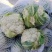 盛松65花菜种子杂交早熟松散型白花菜种子花球高圆雪白秋季