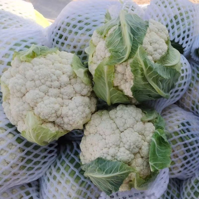 盛松65花菜种子杂交早熟松散型白花菜种子花球高圆雪白秋季