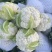 盛松65花菜种子杂交早熟松散型白花菜种子花球高圆雪白秋季