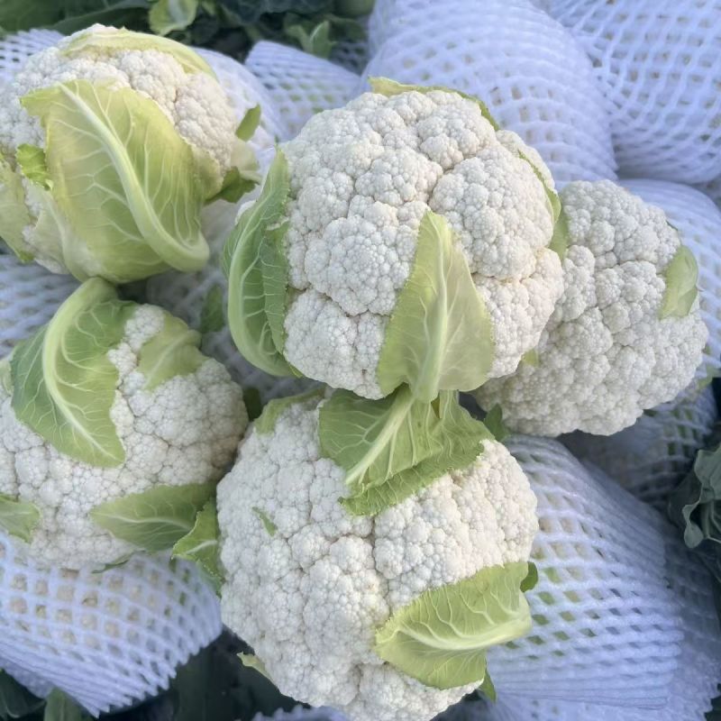 盛松65花菜种子杂交早熟松散型白花菜种子花球高圆雪白秋季