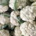 盛松65花菜种子杂交早熟松散型白花菜种子花球高圆雪白秋季