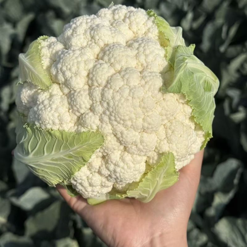 盛松65花菜种子杂交早熟松散型白花菜种子花球高圆雪白秋季