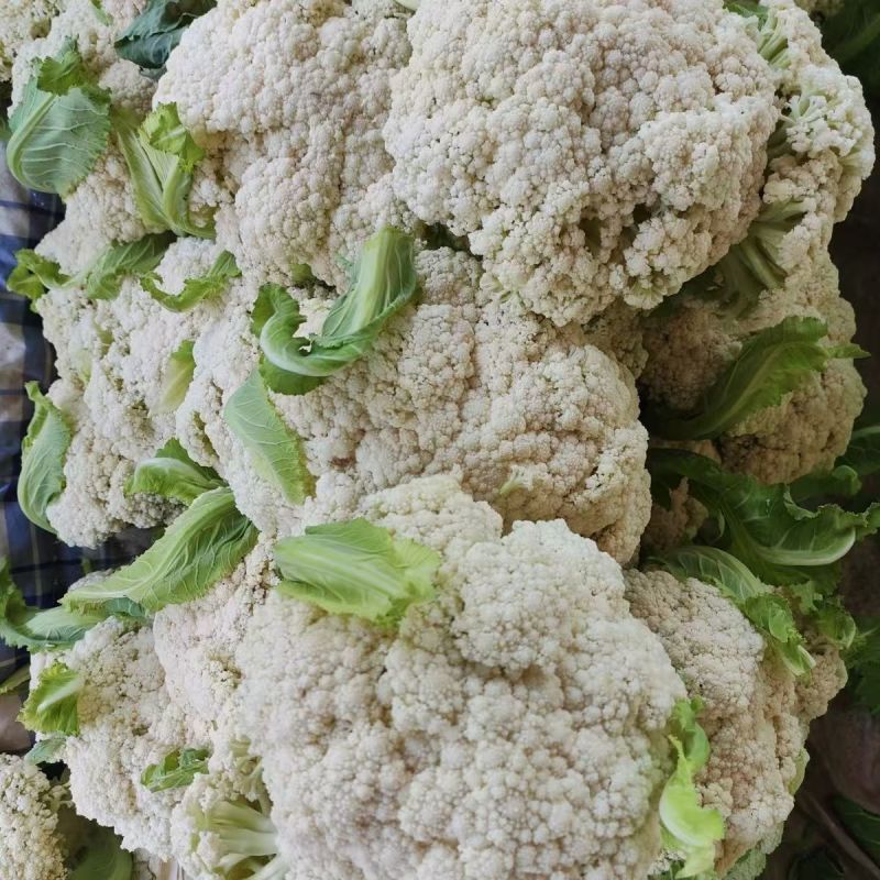 盛松65花菜种子杂交早熟松散型白花菜种子花球高圆雪白秋季
