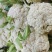 盛松65花菜种子杂交早熟松散型白花菜种子花球高圆雪白秋季