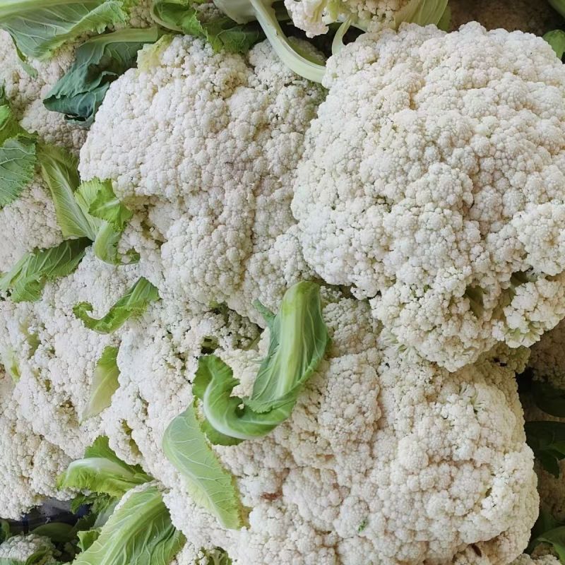 盛松65花菜种子杂交早熟松散型白花菜种子花球高圆雪白秋季