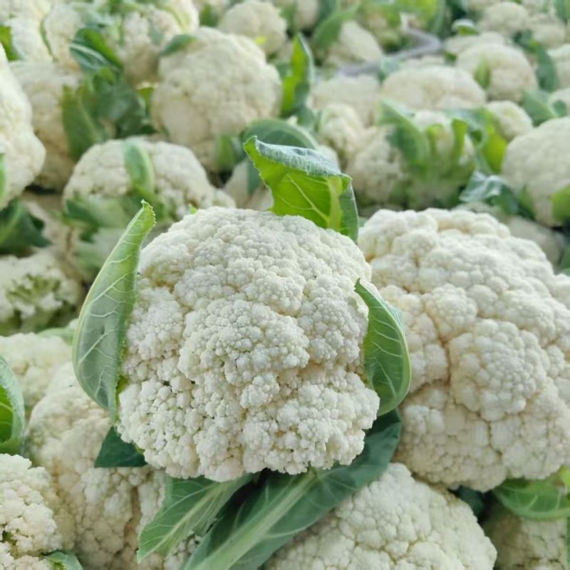 盛松65花菜种子杂交早熟松散型白花菜种子花球高圆雪白秋季