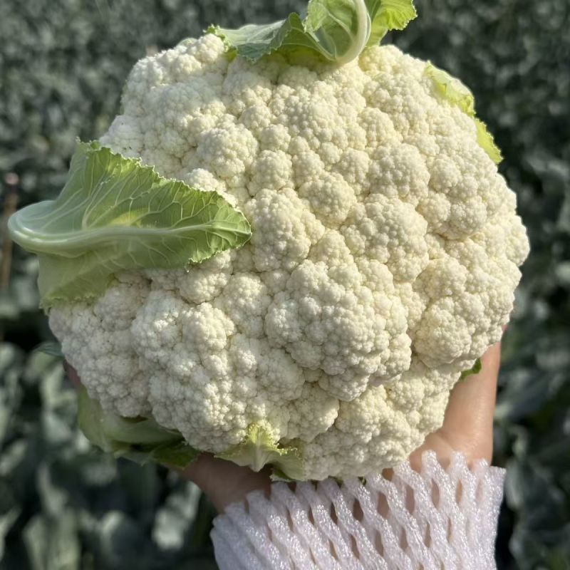盛松65花菜种子杂交早熟松散型白花菜种子花球高圆雪白秋季