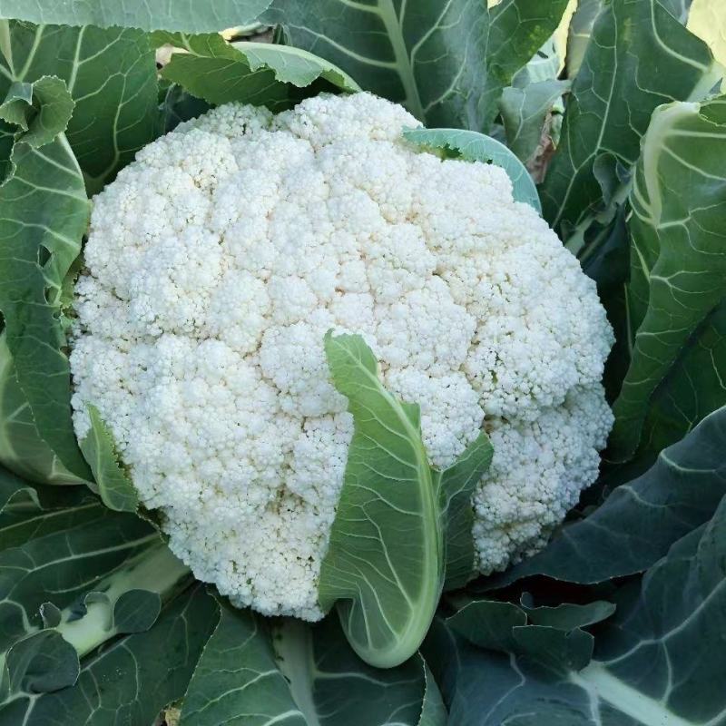雪春宝杂交高产紧花菜种子花数较厚洁白紧实品质优青梗花菜籽