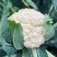 雪春宝杂交高产紧花菜种子花数较厚洁白紧实品质优青梗花菜籽