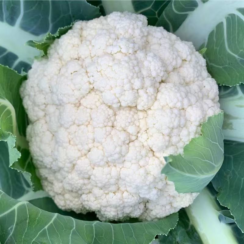 雪春宝杂交高产紧花菜种子花数较厚洁白紧实品质优青梗花菜籽