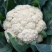 雪春宝杂交高产紧花菜种子花数较厚洁白紧实品质优青梗花菜籽