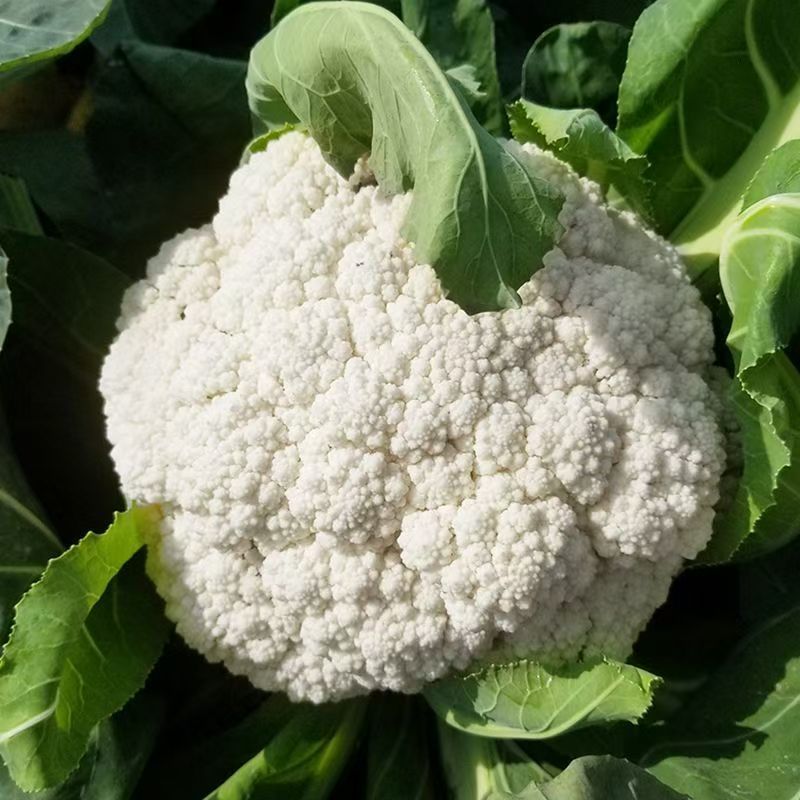 雪春宝杂交高产紧花菜种子花数较厚洁白紧实品质优青梗花菜籽