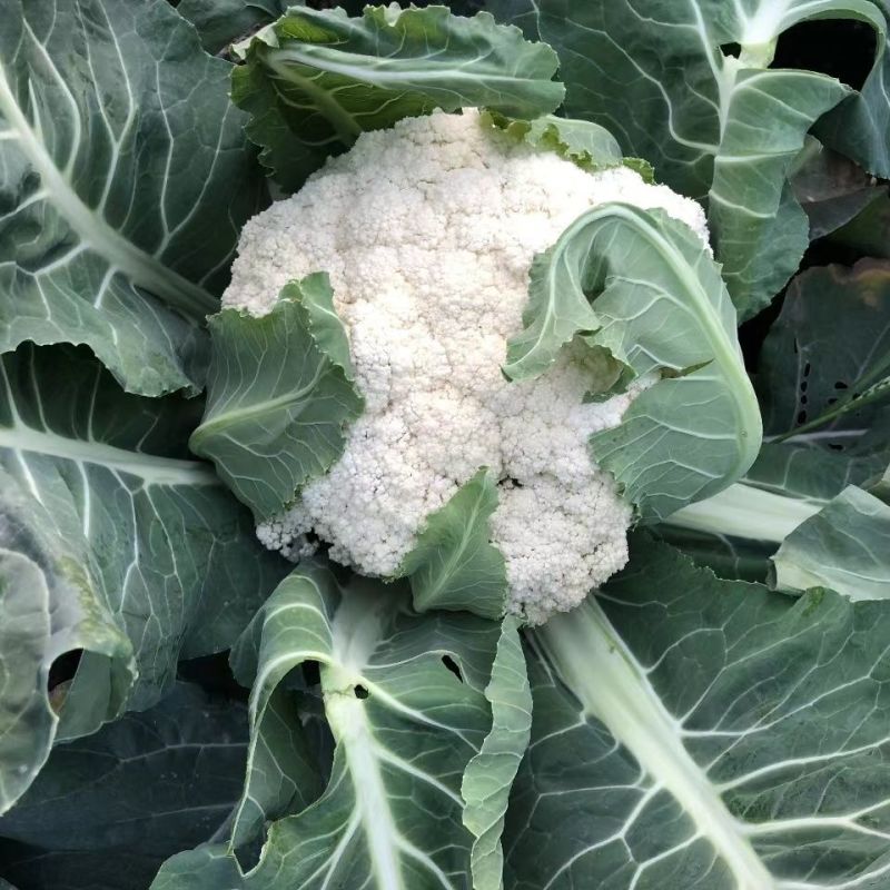 雪春宝杂交高产紧花菜种子花数较厚洁白紧实品质优青梗花菜籽
