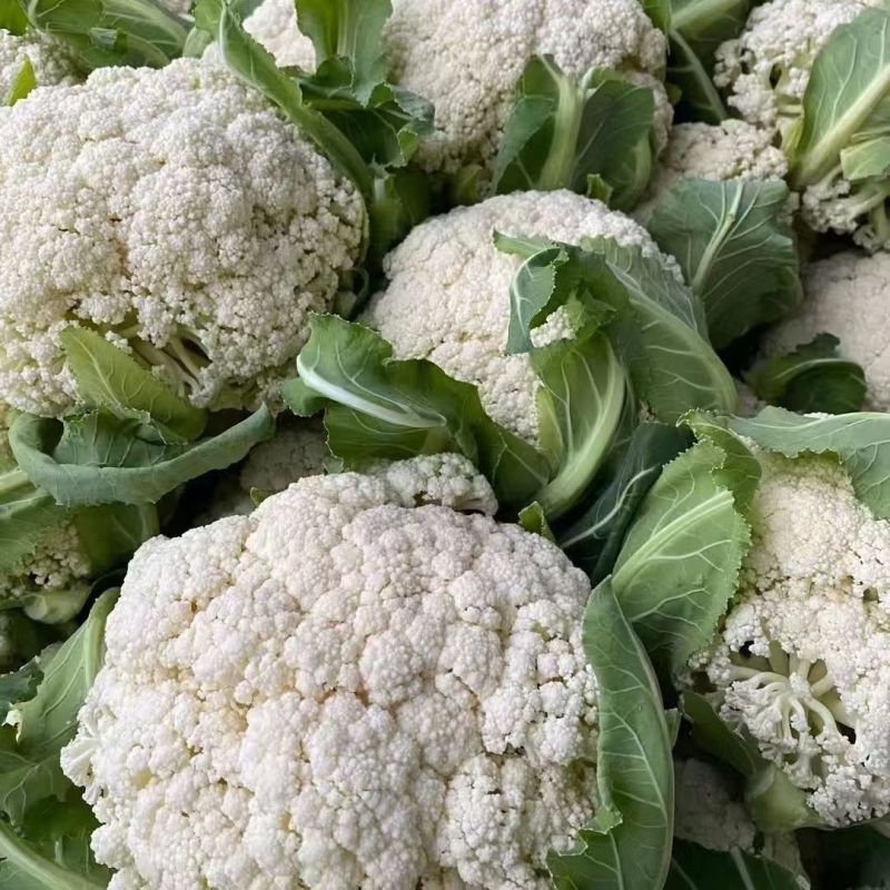雪春宝杂交高产紧花菜种子花数较厚洁白紧实品质优青梗花菜籽