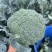 多福70青花菜种子一代交配高产青梗西蓝色的花菜春秋播优质