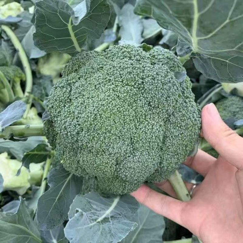 多福70青花菜种子一代交配高产青梗西蓝色的花菜春秋播优质
