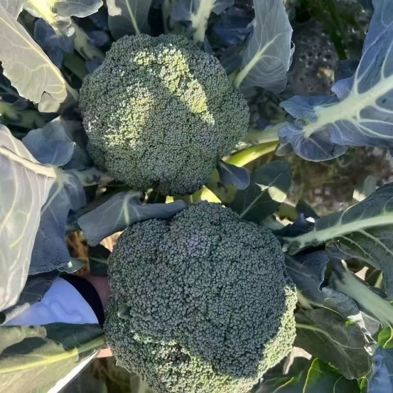 多福70青花菜种子一代交配高产青梗西蓝色的花菜春秋播优质
