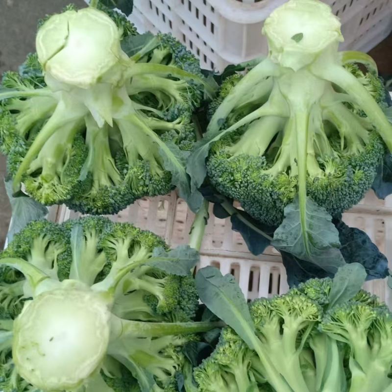多福70青花菜种子一代交配高产青梗西蓝色的花菜春秋播优质