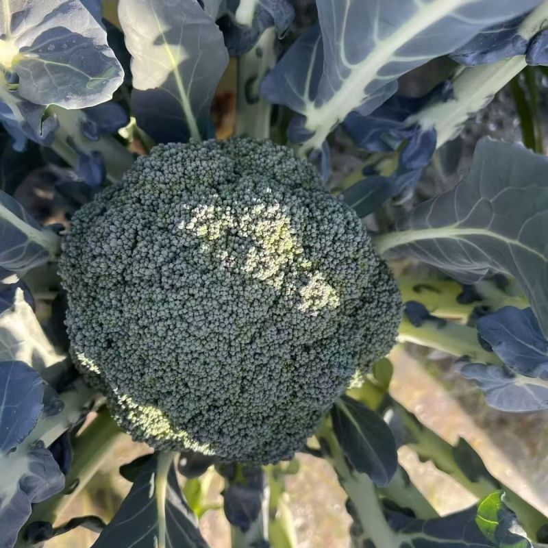 多福70青花菜种子一代交配高产青梗西蓝色的花菜春秋播优质