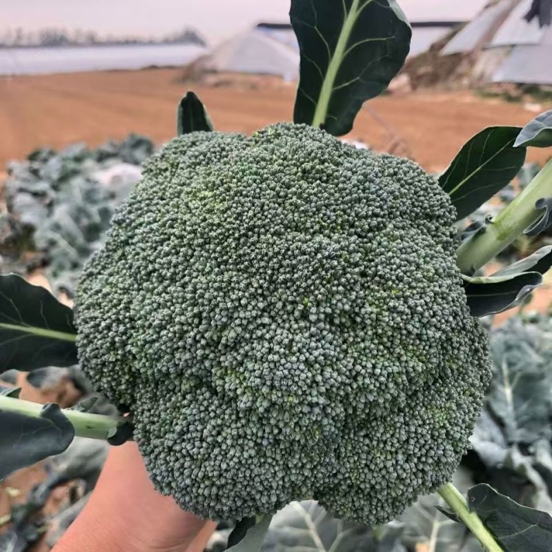 多福70青花菜种子一代交配高产青梗西蓝色的花菜春秋播优质