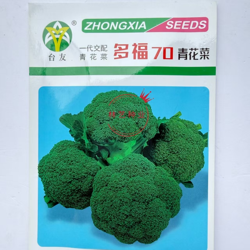 多福70青花菜种子一代交配高产青梗西蓝色的花菜春秋播优质